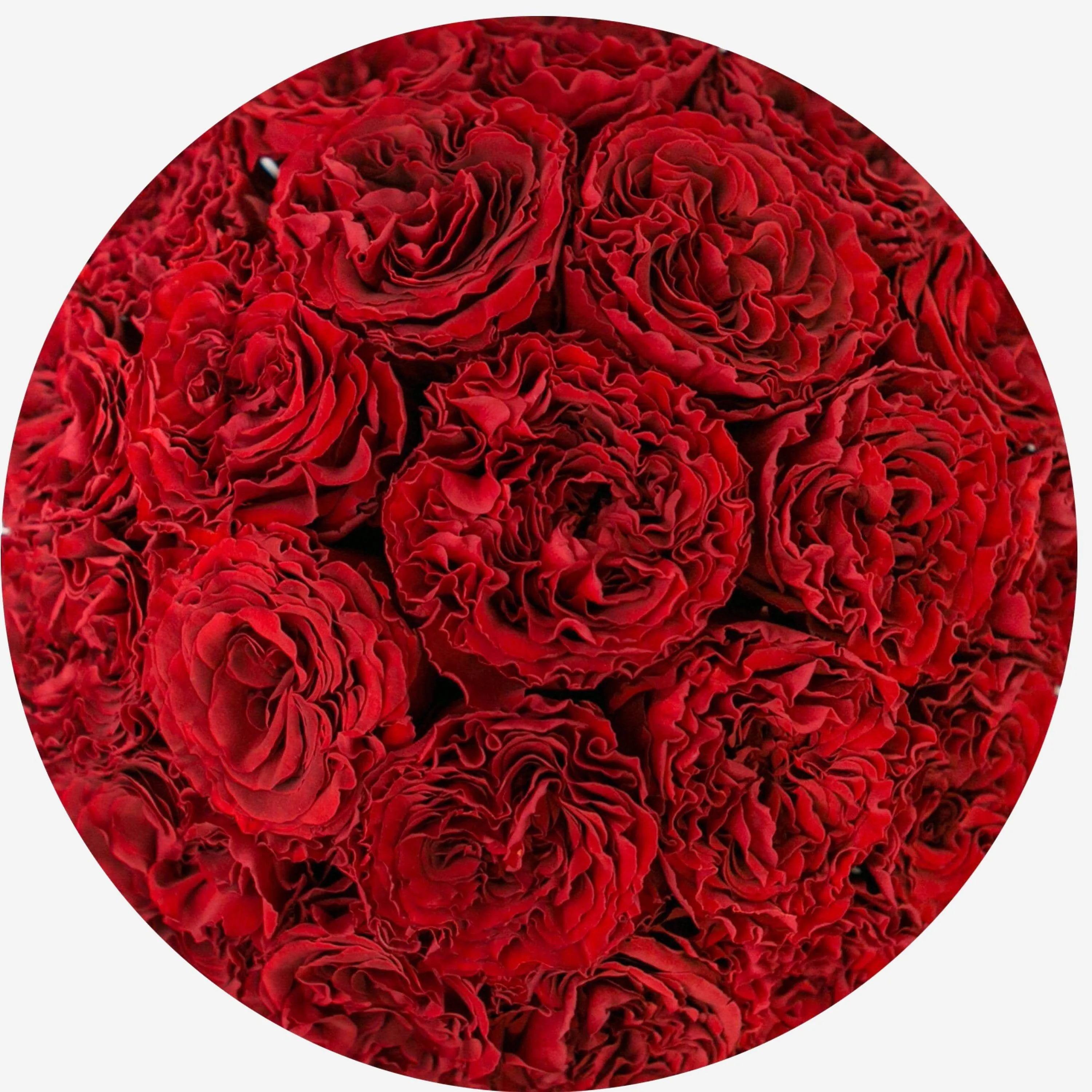 Classic Black Dome Box | Bright Red Carmen Roses