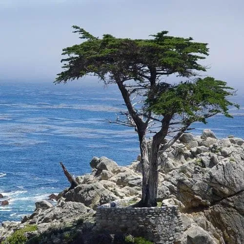 Cupressus macrocarpa - Monterey Cypresss