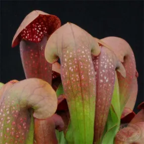 Sarracenia x Lady Bug