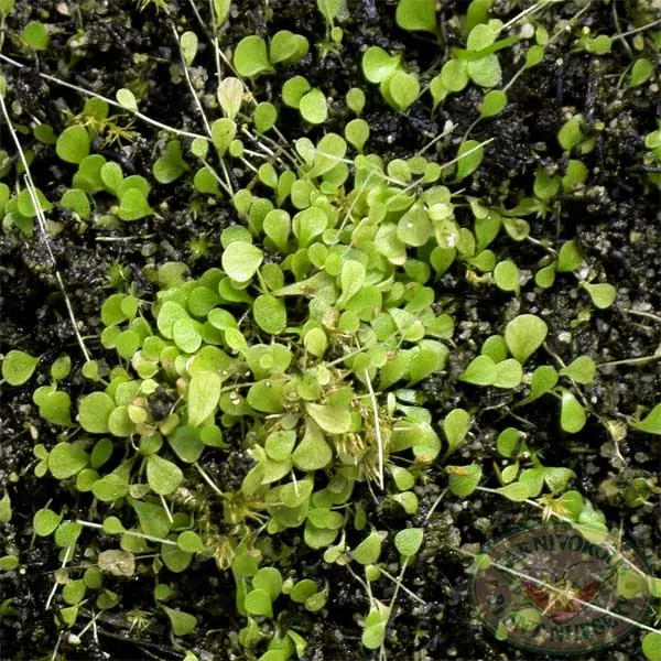 Utricularia sandersonii