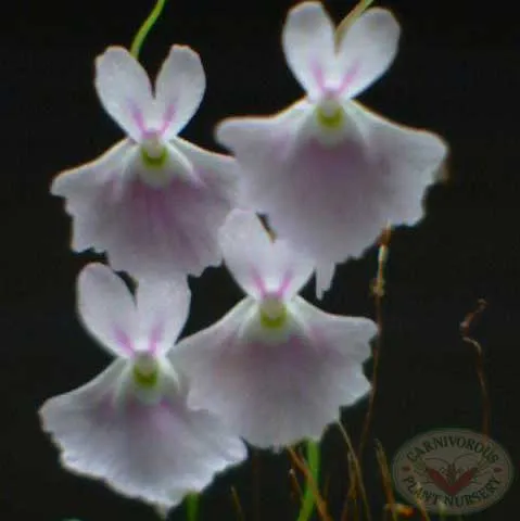 Utricularia sandersonii