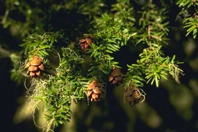 Western Hemlock – bundle of 5 plugs