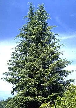 Western Hemlock – bundle of 5 plugs